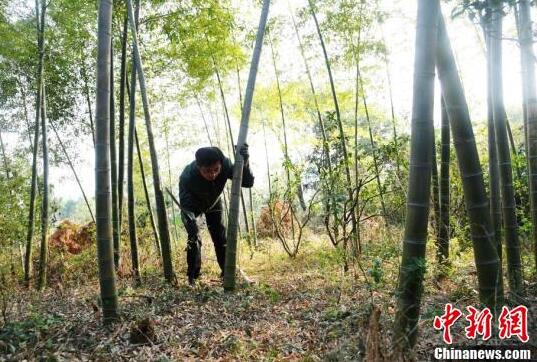 竹鼠饲料